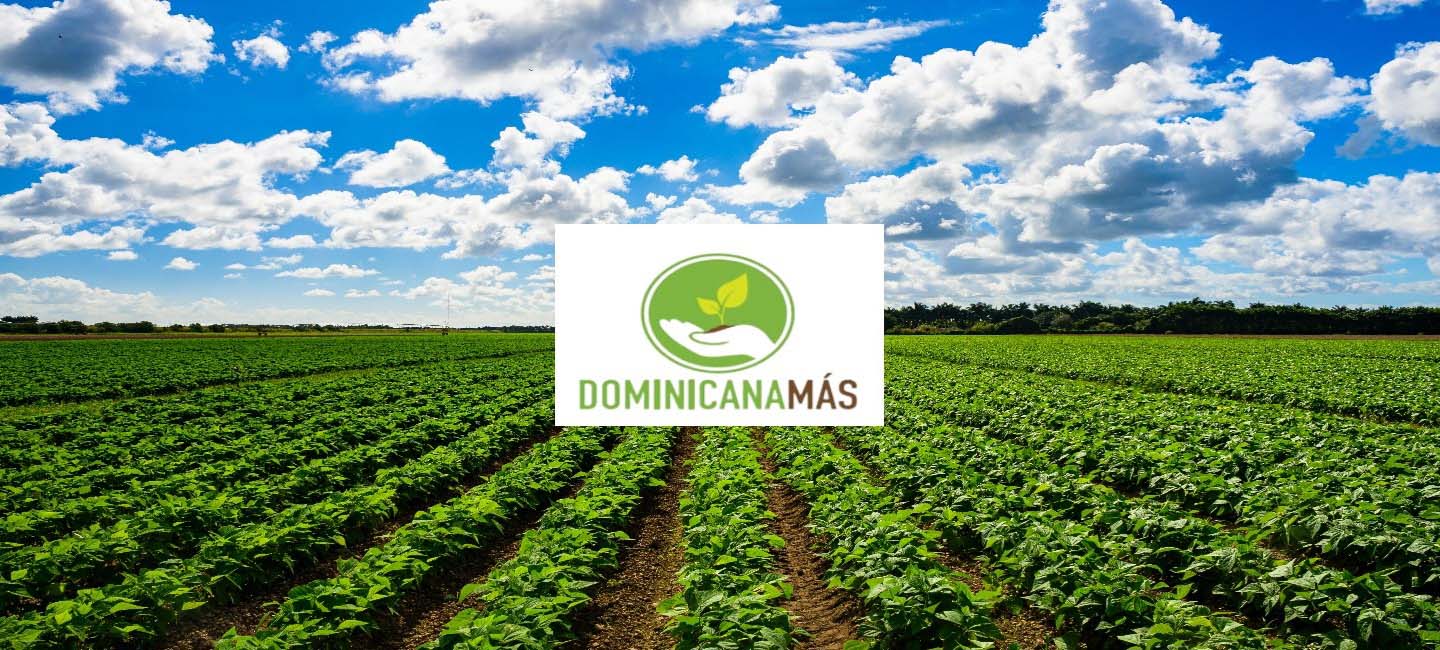 Banner dominicana más