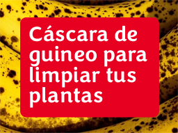 Cáscara de guineo para limpiar tus plantas
