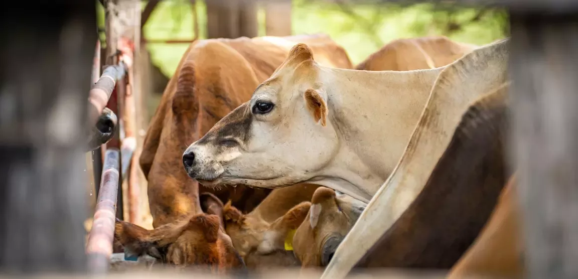 Vista de perfil de una vaca con un fondo de campo borroso