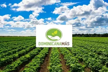 Banner dominicana más