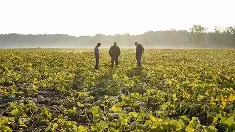 Agricultores en un campo