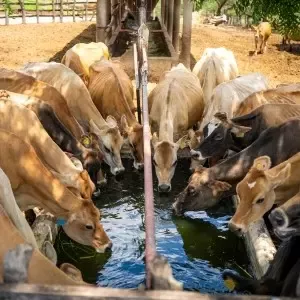 50% De la leche proviene de fincas con prácticas regenerativas