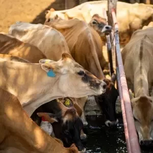 100,000+ Litros de leche fresca recibidos diariamente