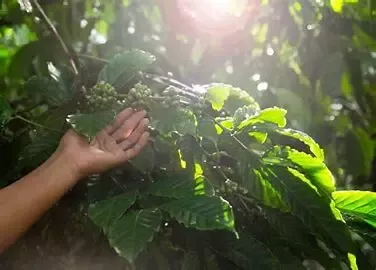 Campo verde con una mano